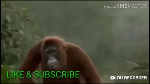 Видео песня обезьяны