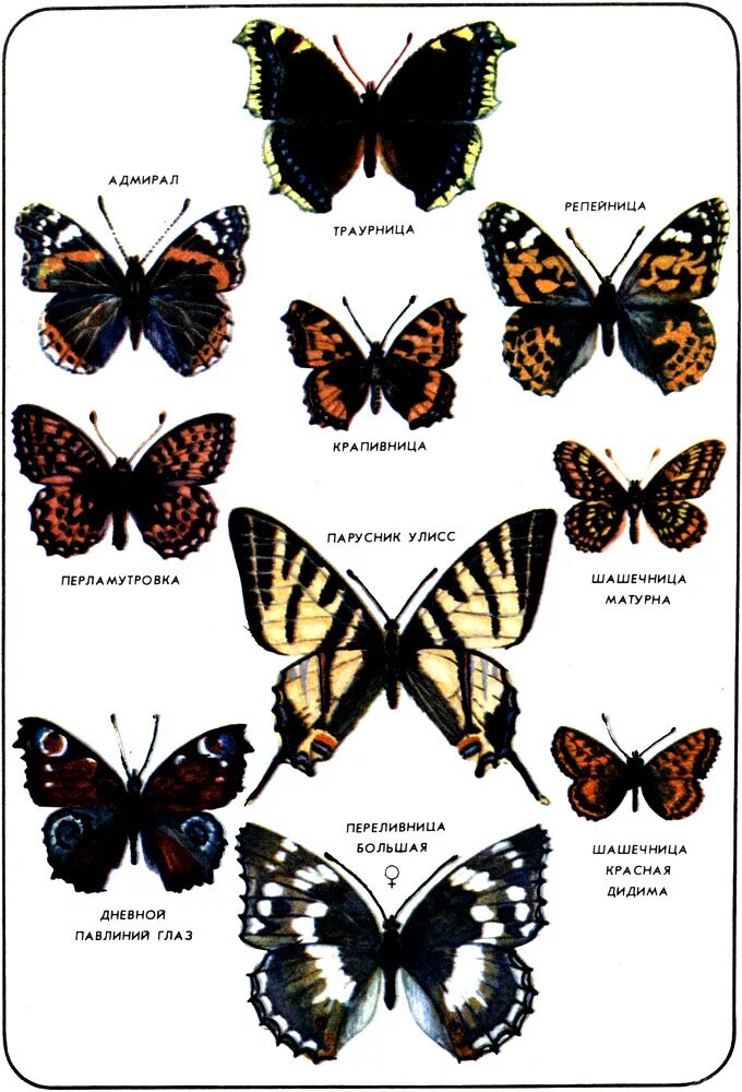 Бабочки картинки окружающий мир. Бабочки атлас определитель траурница. Адмирал лимонница траурница павлиний глаз крапивница. Бабочки Адмирал лимонница траурница павлиний глаз крапивница. Адмирал траурница павлиний глаз крапивница.