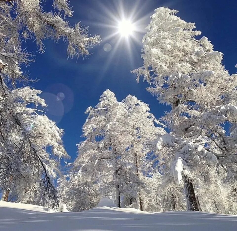 морозное солнечное утро. мороз и солнце. солнечный зимний день. зима солнце. зимний лес солнце.