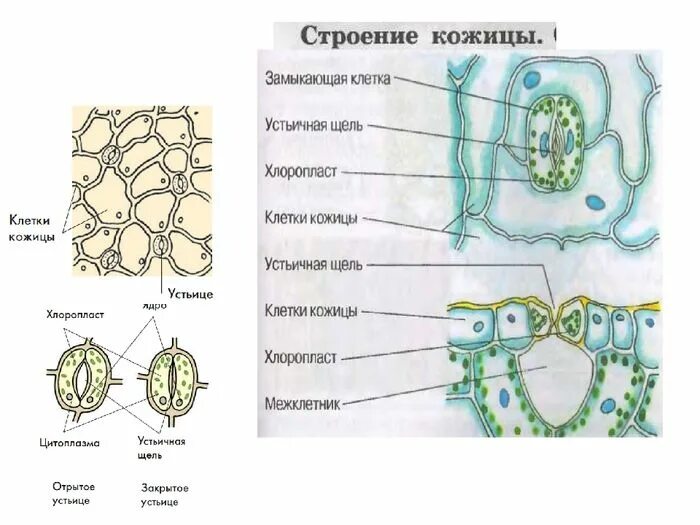 Хлоропласты в устьицах. Строение эпидермиса листа герани. Строение кожицы листа. Клетки кожицы листа герани. Строение устьиц растений.