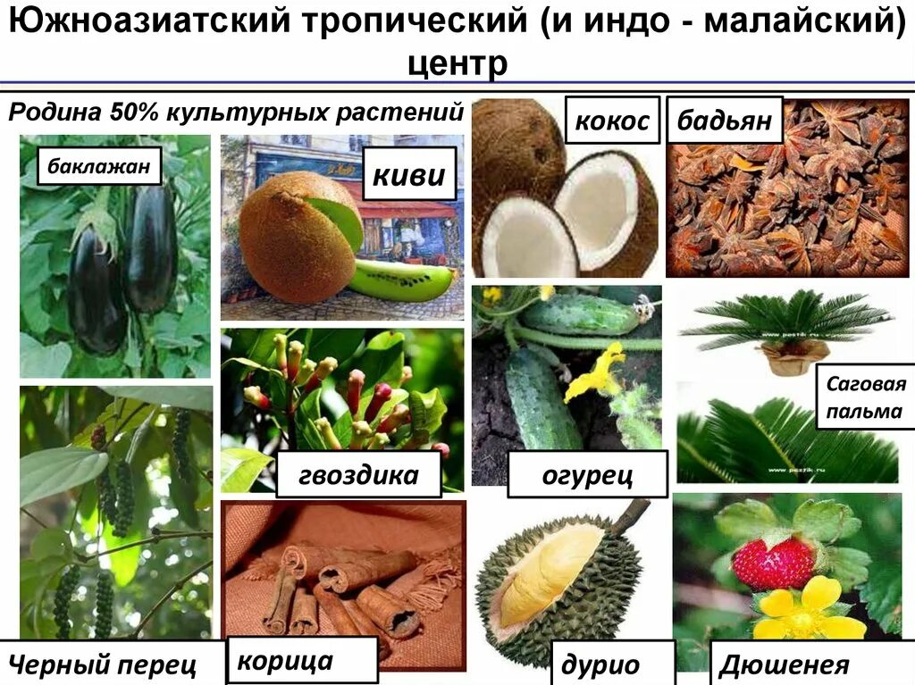 Южноазиатский культурные растения