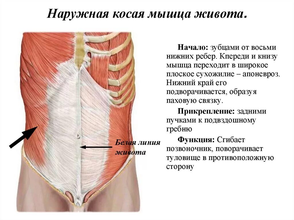 Прямые мышцы живота у мужчин. Апоневроз наружной косой мышцы живота. Функции апоневроз наружней косой мышцы. Апоневроз наружной косой мышцы живота функция. Наружная косая мышца живота латынь.