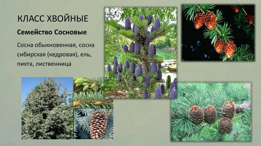 Определение хвойных. Семейство сосновые Pinaceae. Хвойные Голосеменные растения. Пихта, ель, кедр, сосна, Секвойя. Лиственница голосеменное.