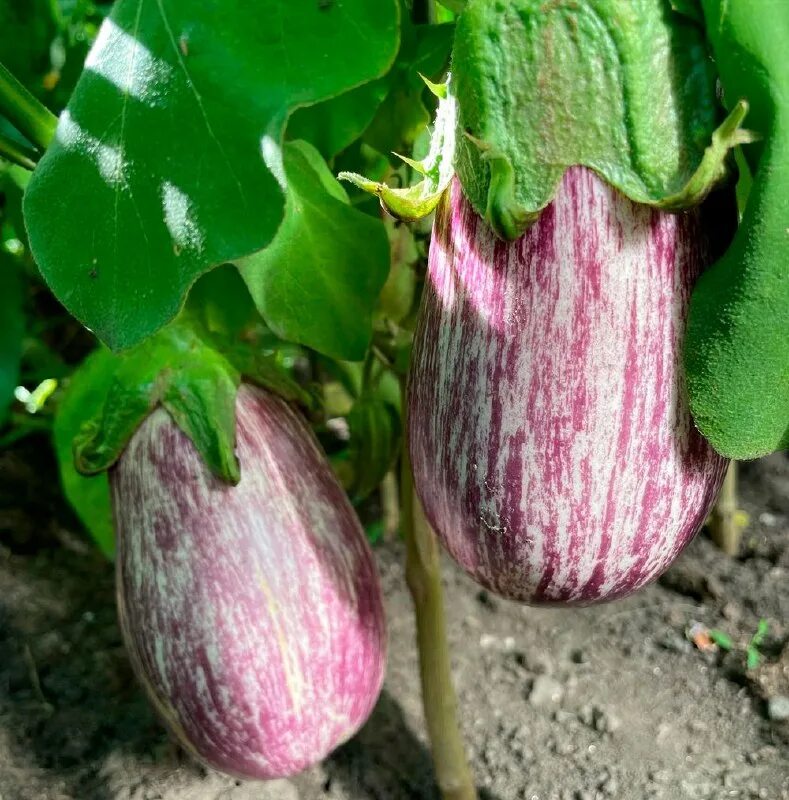 Баклажан матросик. Баклажан матросик семена. Баклажан матросик описание. Баклажан сорт матросик. Семена баклажан семко сорта.