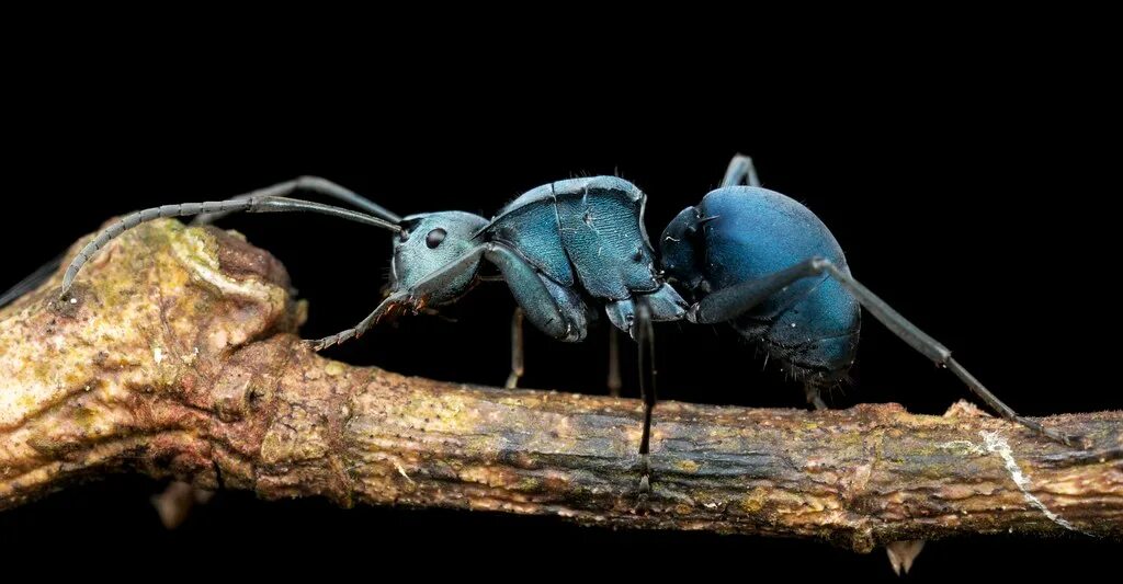 Polyrhachis cyaniventris. Большой синий муравей. Синий муравей. Муравей биколор. Polyrhachis rastellata.