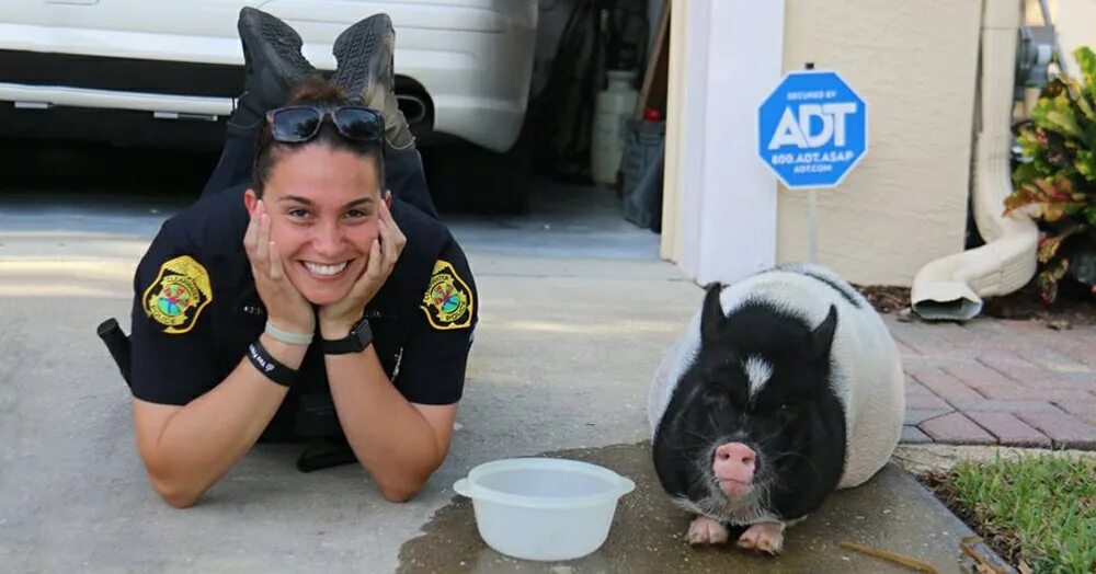 Свинка в форме полицейского. Свинья в форме. Свинья бандит