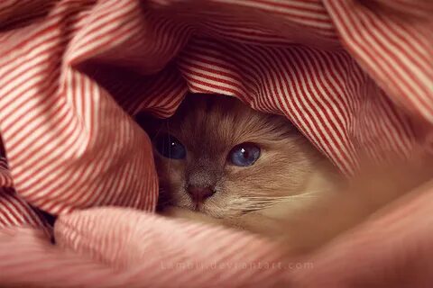 Котик в одеяле