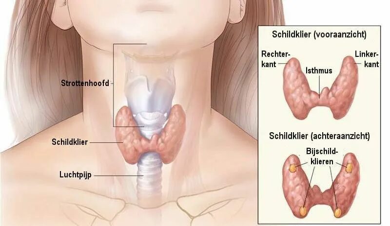 Childhood Thyroid Cancer - NCI