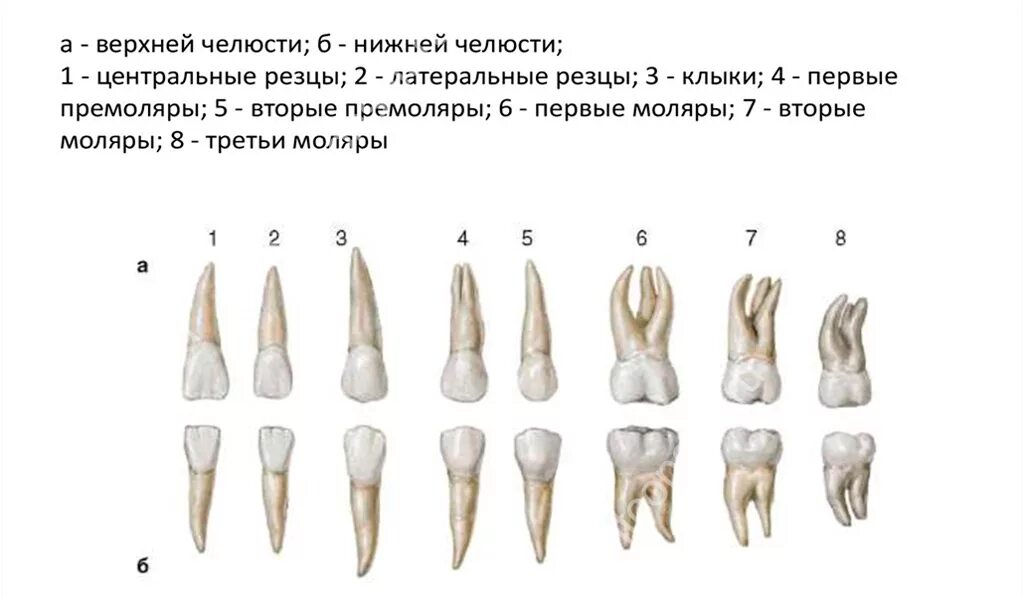 Корень зуба клык