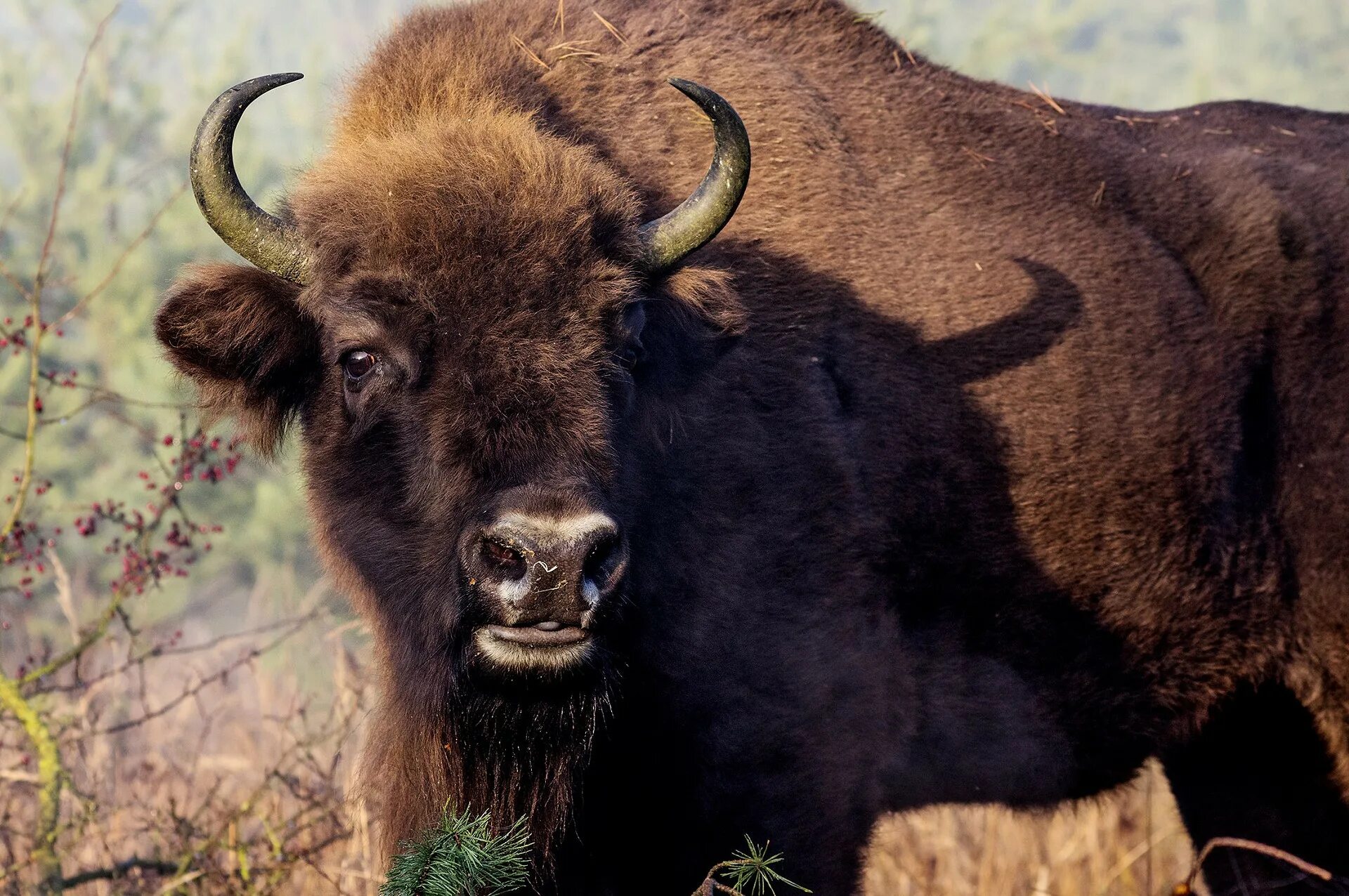 Зубр картинка. ЗУБР И Бизон. ЗУБР Bison bonasus. Бизоны зубры Буйволы. ЗУБР ареал.