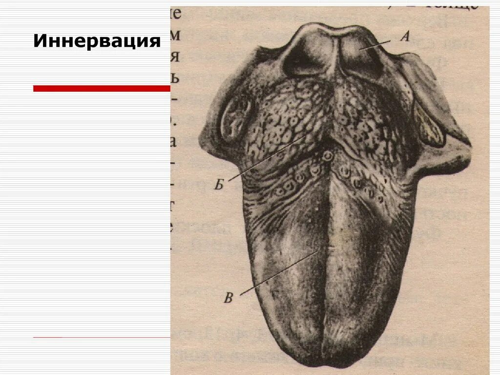 Части языка человека. Структура языка человека.