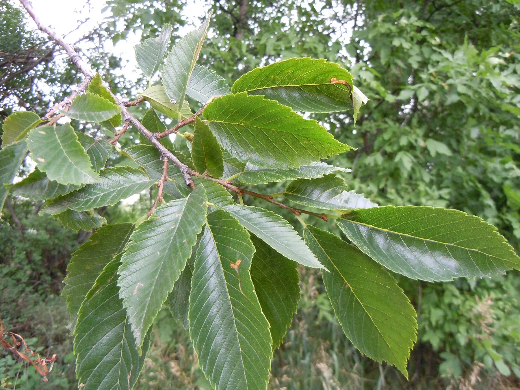 Карагач растет. Вяз Ильм карагач Берест. Вяз американский (Ulmus Americana. Вяз граболистный (Ulmus suberosa). Тополь карагач.