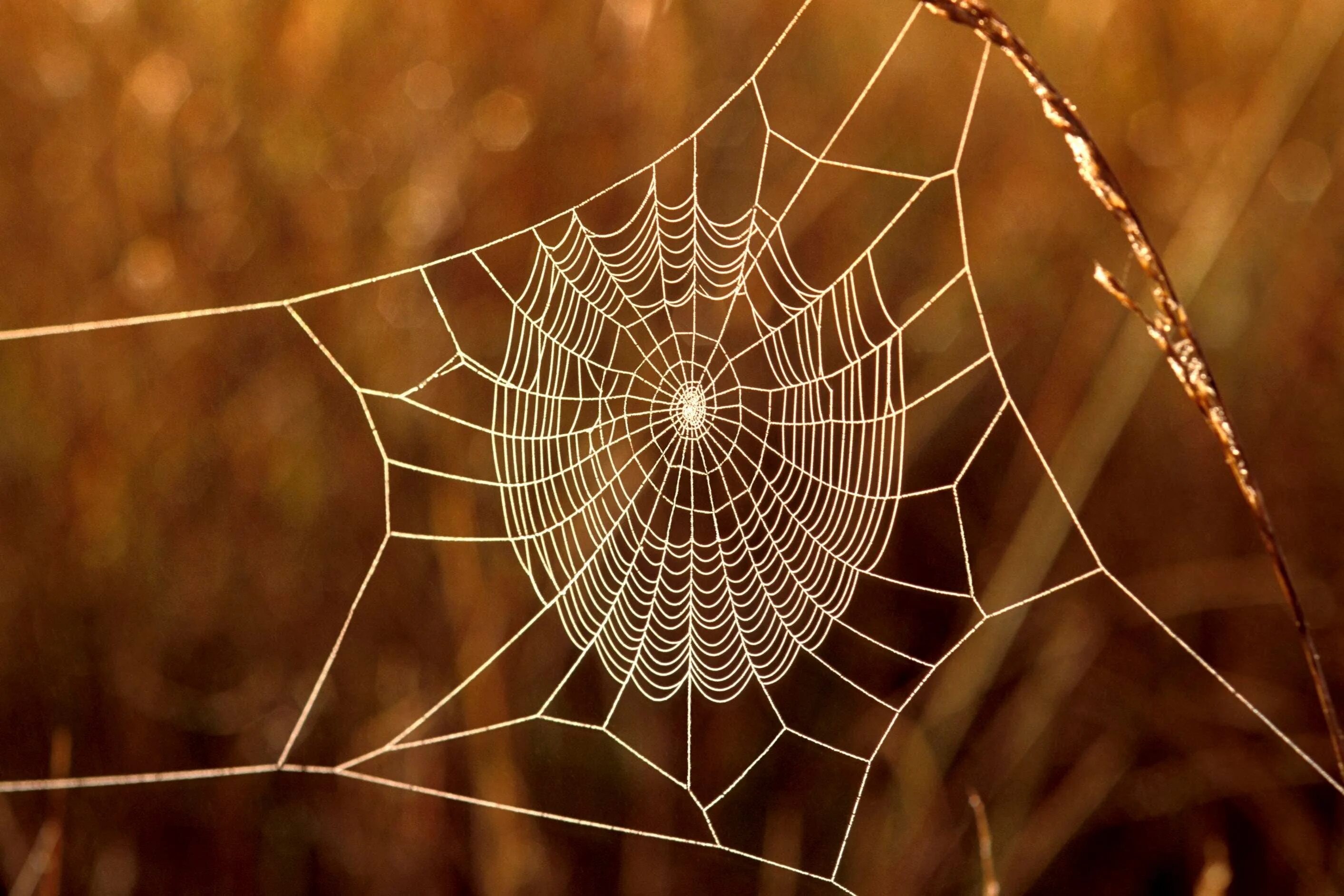 Trading spider