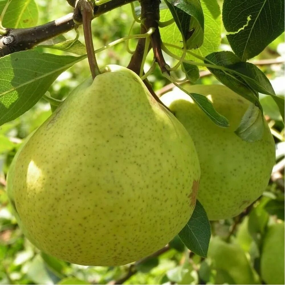 Груша крупноплодная сусова. Груша видная. Средние сорта груш. Яйгюрен сорт груши. Груша триумф пакгама.