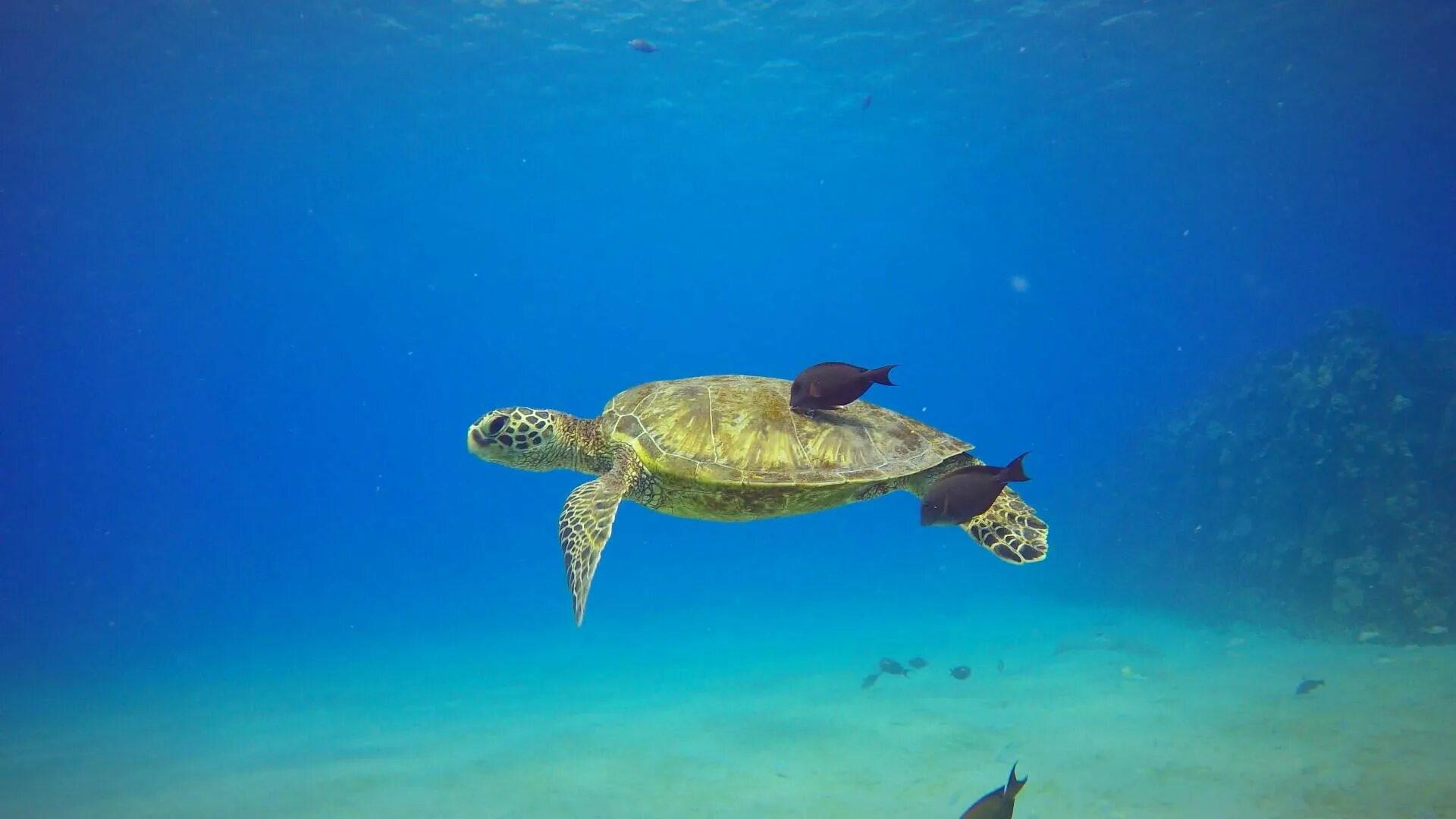 Морская черепаха. Черепаха в океане. Море черепаха. Морская черепаха в океане.