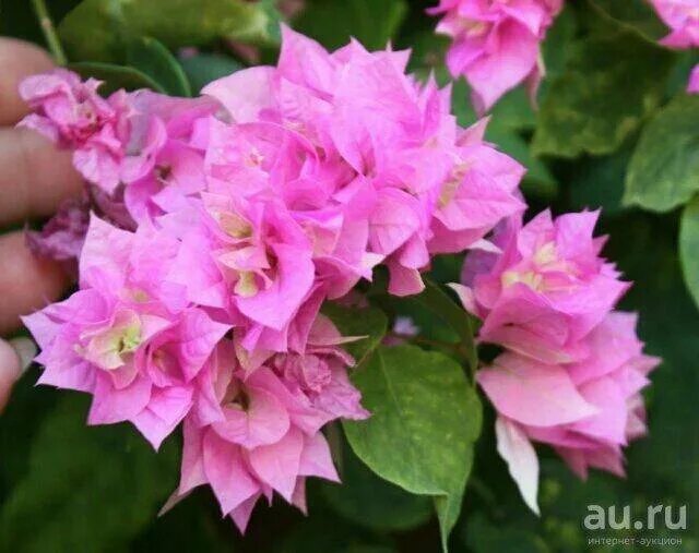 Free Images : nature, flower, botany, pink, flora, petals, shrub, rhododendron, 