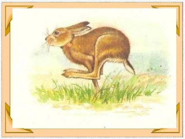 К. Заяц паустовский. Паустовский "заячьи лапы". Паустовский заяц. Паустовский заяц.