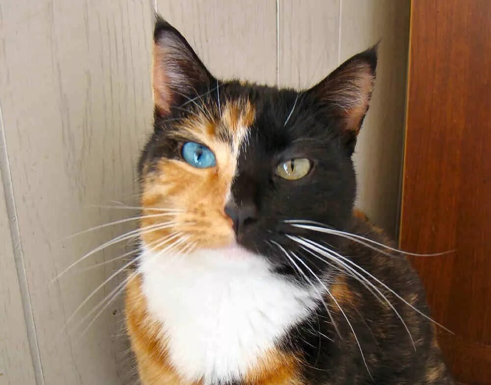 Асимметрия животных. Бабочка гинандроморф. Бабочки гинандроморфы. Гинандроморфизм бабочки. Асимметрия животных.