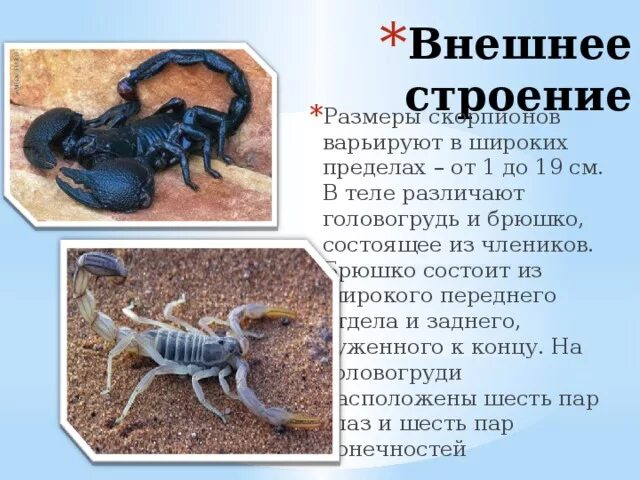 Строение скорпиона. Внешнее строение скорпиона. Внутреннее строение скорпиона. Особенности строения скорпионов.