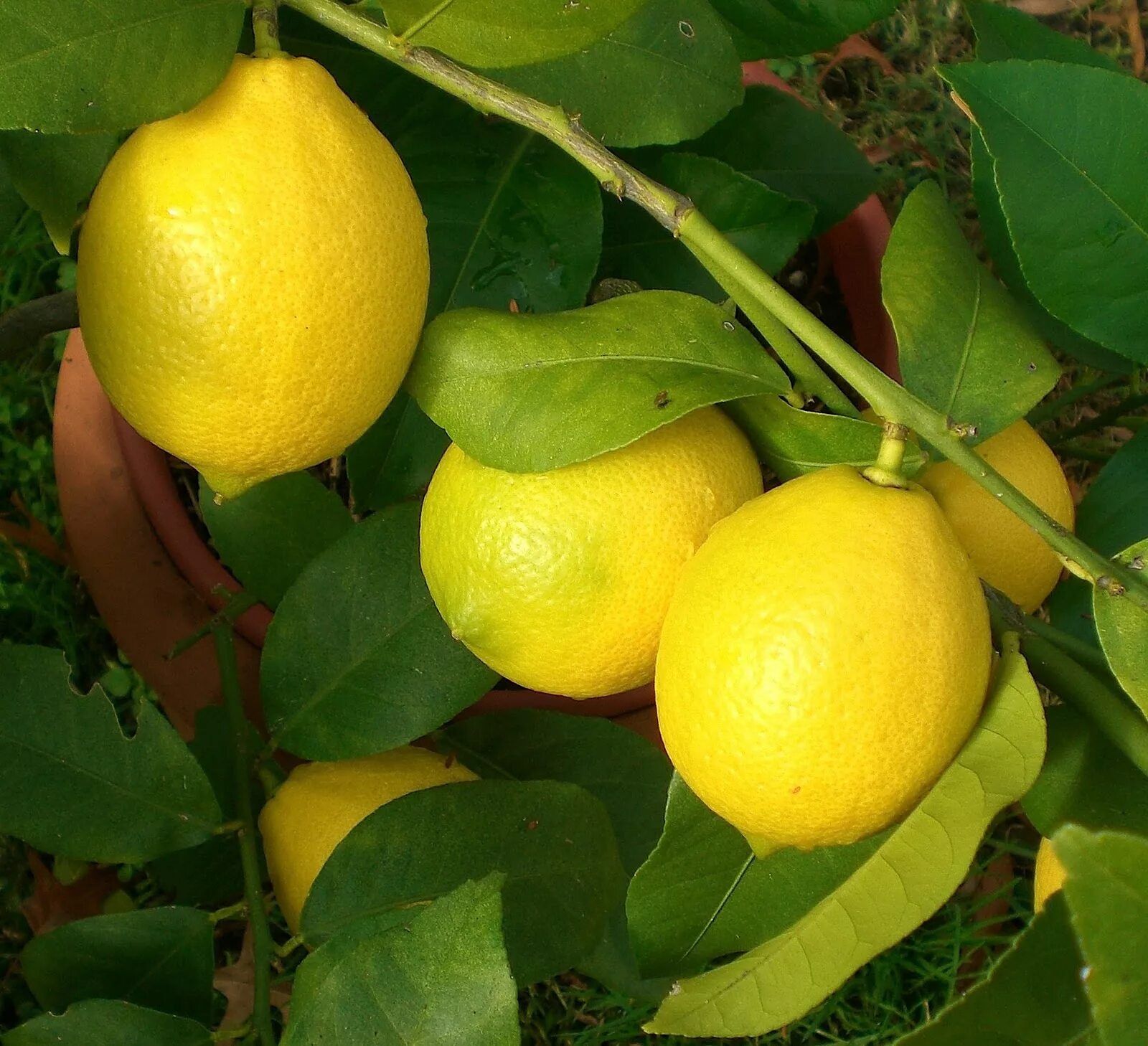Лимон растет в россии. Плод лимона. Ветка лимона. Лимон растет. Дерево, на котором растут лимоны.