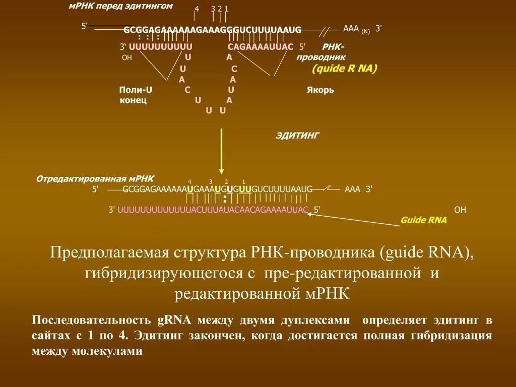 Структура матричной РНК. Редактирование МРНК. Последовательность МРНК. Структура МРНК.