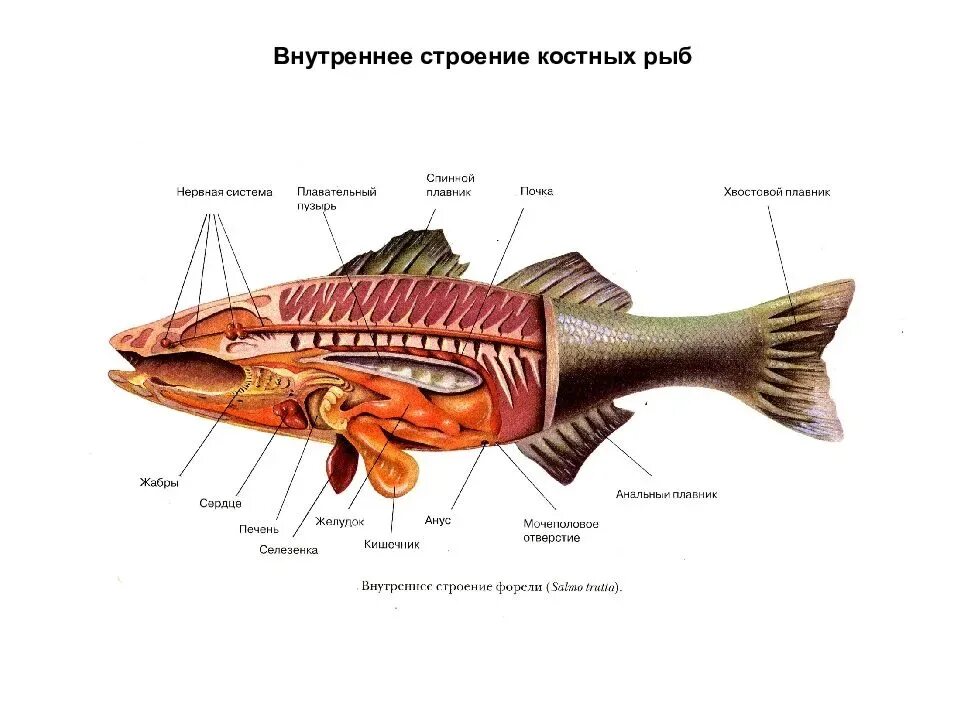 Внешнее и внутреннее строение рыб. Черепные или позвоночные внешнее строение рыб. Наружное строение рыбы. Класс рыбы внешнее строение. Внешнее и внутреннее строение рыб.