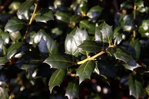 Ilex by