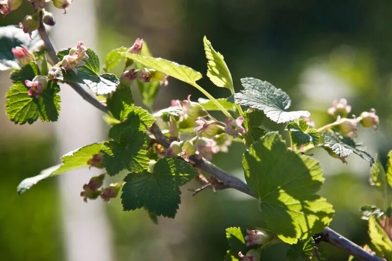 Смородина мясокрасная. Расцвела смородина в городском саду слушать. Красная смородина на даче. Черная смородина цветение. Расцвела смородина в городском саду слушать.