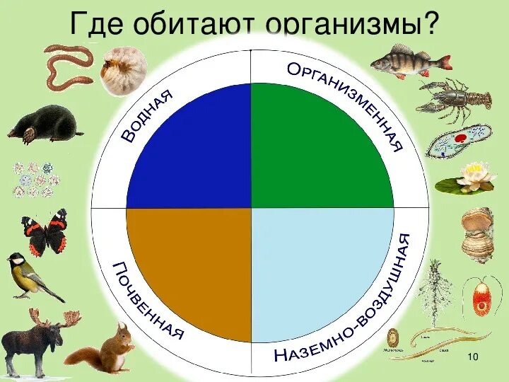 Где обитают живые организмы. Где обитают живые организмы на нашей планете. Где обитают животные биология 5 класс. Среды жизни где обитают живые организмы. Где обитает большая часть организмов