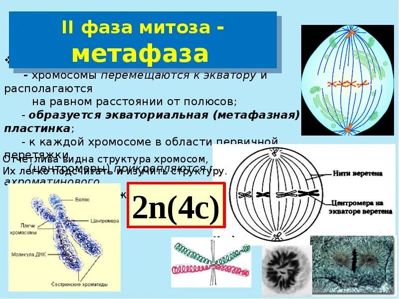 Картинки ПАРЫ ХРОМОСОМ ВЫСТРАИВАЮТСЯ ПО ЭКВАТОРУ