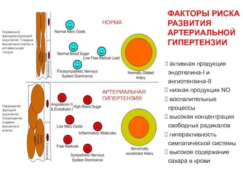 Процесс нормального функционирования. Функции эндотелия кровеносных сосудов. функции нормального эндотелия. сокращение гладких мышечных клеток. пластическая функция эндотелия.