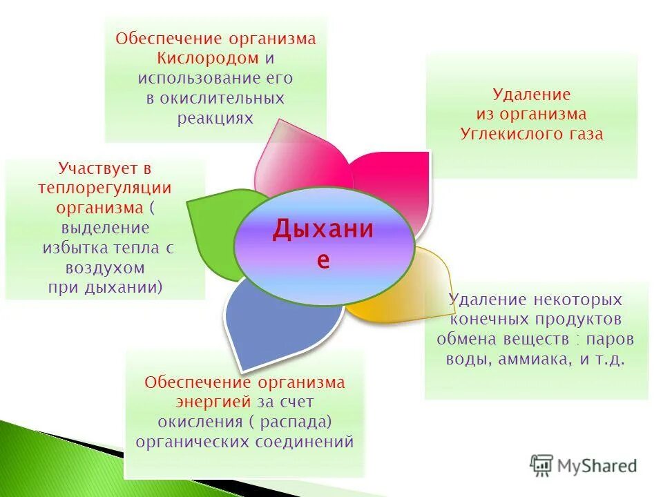 Основные функции органов дыхания снабжения. Удаление продуктов жизнедеятельности организма. Снабжение организма кислородом. Снабжение организма кислородом. Обеспечение организма кислородом.