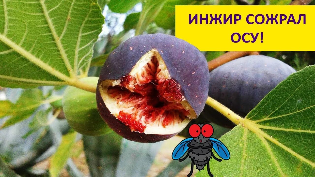 Что находится внутри инжира Как цветет смоковница malamant