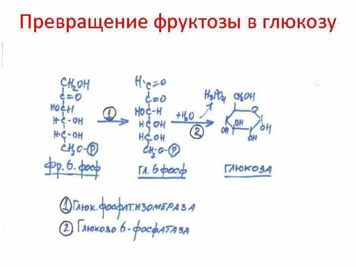 Метаболизм фруктозы схема. Превращение фруктозы в глюкозу. Превращение Глюкозы в фруктозу это реакция. Взаимопревращение Глюкозы и фруктозы. Обмен фруктозы