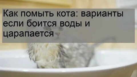 Как помыть агрессивного кота