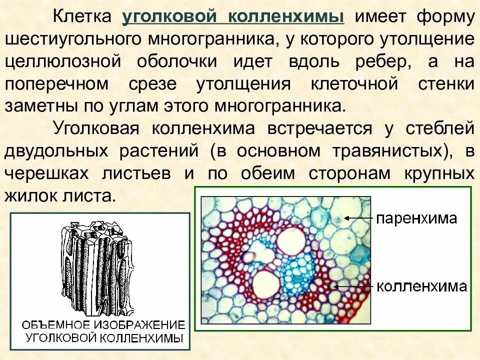 Сильно развиты механические ткани листа. Механические ткани колленхима уголковая колленхима пластинчатая. Механическая ткань у листа уголковая колленхима. Уголковая колленхима черешка свеклы. Строение клеток колленхимы.