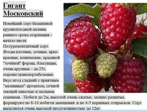 Малина сорт гигант описание сорта. Малина гигант московский (полуремонтантный сорт). малина ремонтантная московский гигант. малина сорт гигант рубиновый. малина крупноплодная, московский великан.