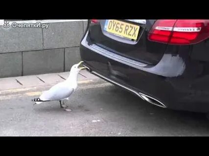 Я вижу чайку постоянные