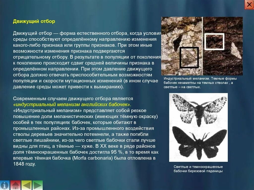 Появление индустриального меланизма у бабочек. Индустриальный меланизм у бабочек березовой пяденицы. Индустриальный меланизм форма естественного отбора. Индустриальный меланизм английских бабочек. Движущий отбор.