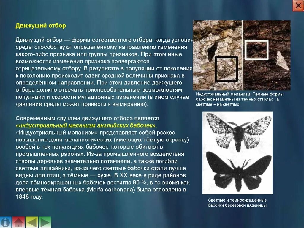 Индустриальный меланизм у бабочек березовой пяденицы. Индустриальный меланизм форма естественного отбора. Индустриальный меланизм английских бабочек. Движущий отбор. Появление индустриального меланизма у бабочек