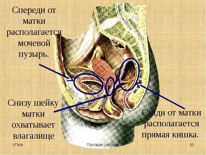 Мочеполовая система анатомия. Анатомия женской мочеполовой системы. Строение органов мочеполовой системы у женщин. Схема мочеполовой системы у женщин.