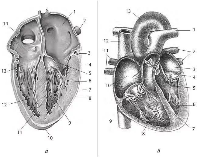 Срез сердца человека. Клапанный аппарат сердца фронтальный срез. Продольный разрез сердца анатомия. Сердце продольный разрез вид спереди. Строение сердца человека в разрезе.