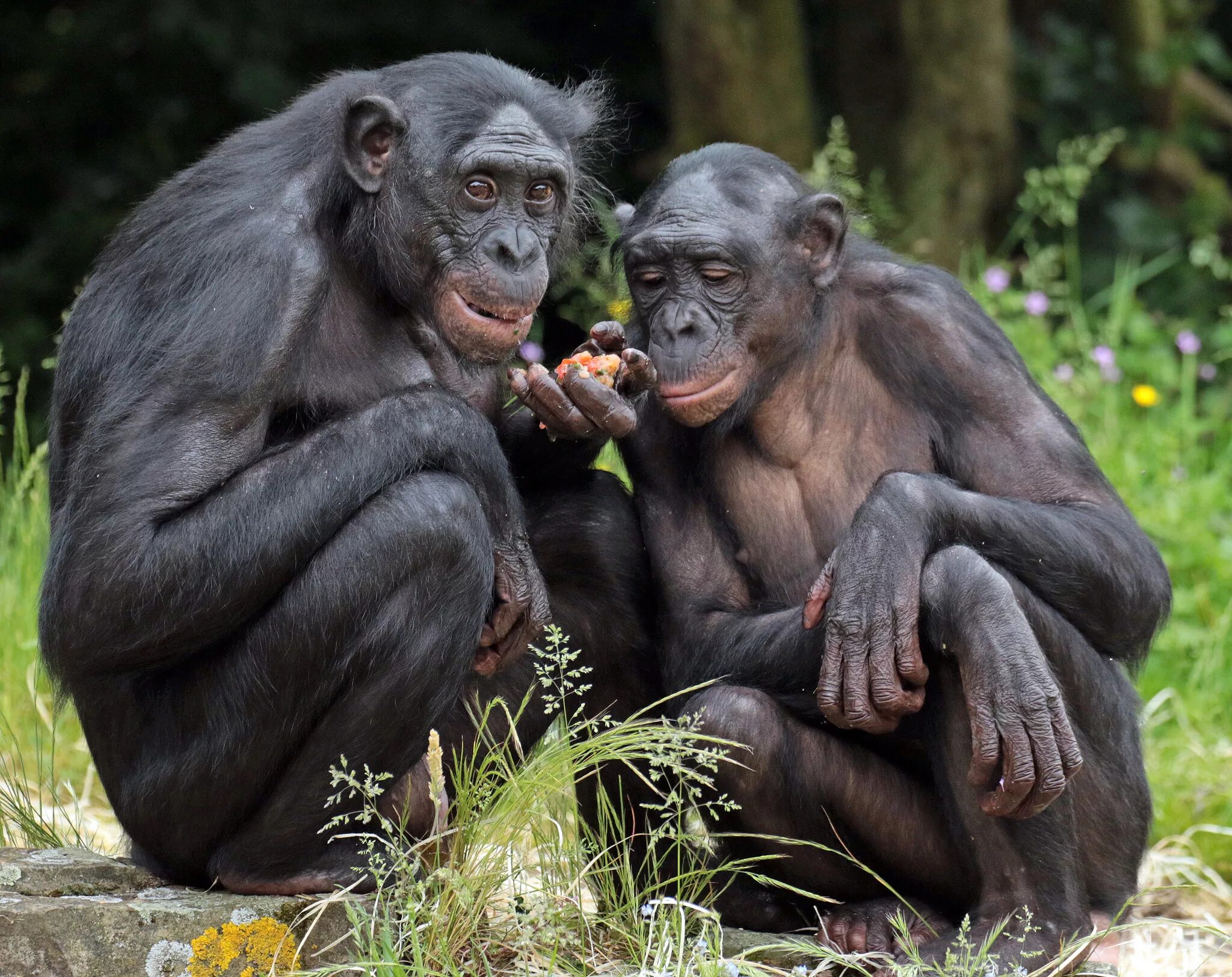 Шимпанзе бонобо. Бонобо человекообразные обезьяны. Самка бонобо. Племя обезьян бонобо.