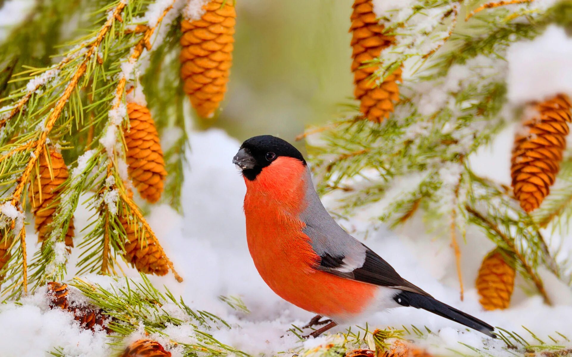Птичка в зимнем лесу. Дятел в битцевском лесу. Птичка на елке зимой. Снегири зимой. Зимние лесные птицы.