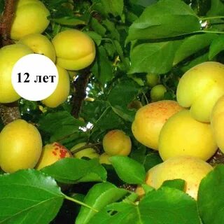 Абрикос ананас