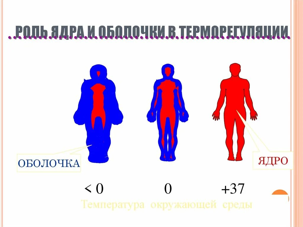 Восприятие температуры человеком. Температурное ядро и оболочка тела. Роль ядра и оболочки в терморегуляции. Температура ядра тела человека. Терморегуляция картинки.