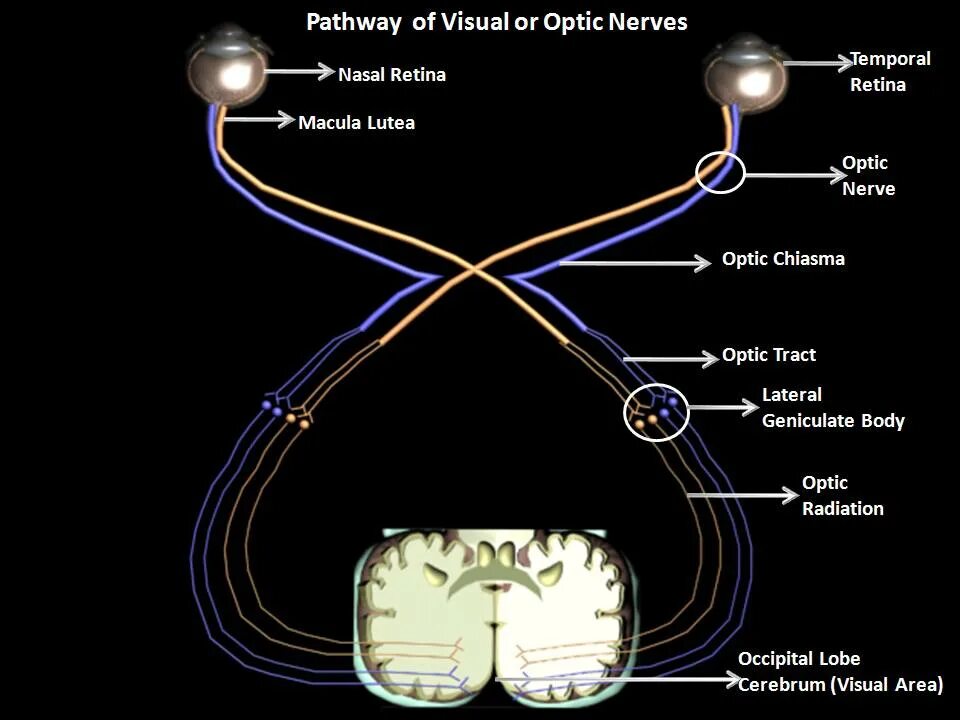 Зрительный нерв. Зрительный нерв анатомия. Зрительный нерв и позвоночник. Место откуда выходит зрительный нерв
