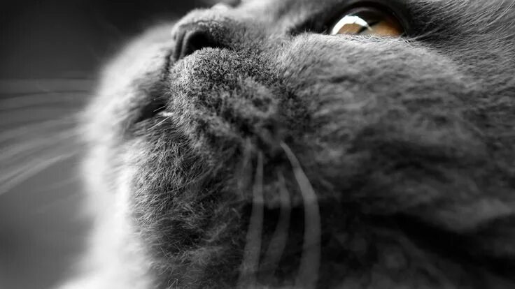 Cat HD Wallpaper British shorthair cats, British shorthair, Domestic cat