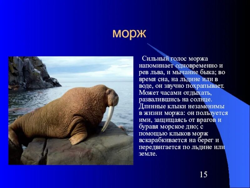 Сообщение 4 класс