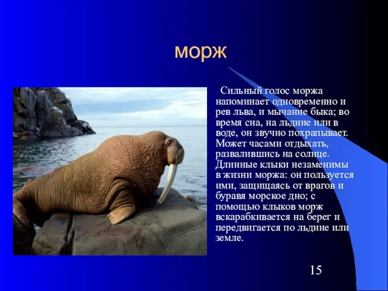 Морж презентация. Доклад про моржа. Презентация на тему морж. Морж описание.